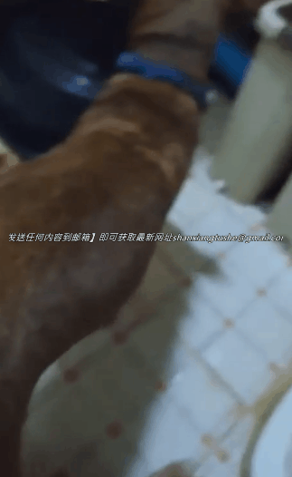 图片[2]-【特殊资源】内射母狗 波哥 不愧是国内玩儿狗第一人！-uu欢迎您！